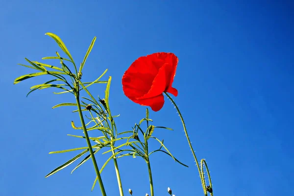 Bloemen Weide Zomer Met Blauwe Lucht Vanuit Het Perspectief Van — Stockfoto