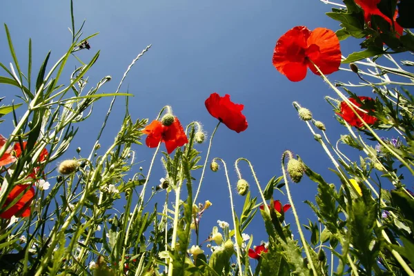 マウス視点から青い空と夏の花の草原 — ストック写真