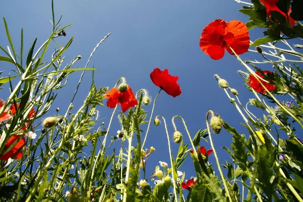 Bloemen Weide Zomer Met Blauwe Lucht Vanuit Het Perspectief Van — Stockfoto