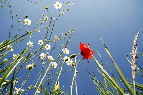 マウス視点から青い空と夏の花の草原 — ストック写真