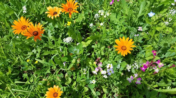 Flower Meadow Summer Different Colorful Flowers Colorful Splendor — Stock Photo, Image