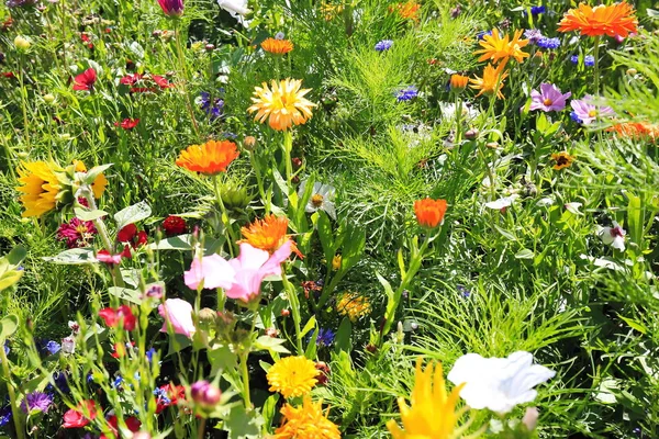 Flower Meadow Summer Different Colorful Flowers Colorful Splendor — Stock Photo, Image