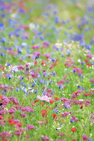 Weide Van Bloem Zomer Met Verschillende Kleurrijke Bloemen Deze Kleurrijke — Stockfoto