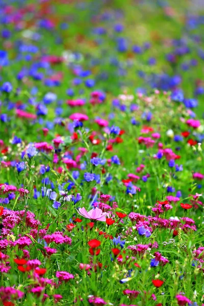 Weide Van Bloem Zomer Met Verschillende Kleurrijke Bloemen Deze Kleurrijke — Stockfoto