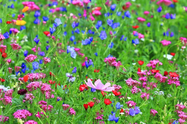 Blomma Äng Sommar Med Olika Färgglada Blommor Denna Färgglada Prakt — Stockfoto