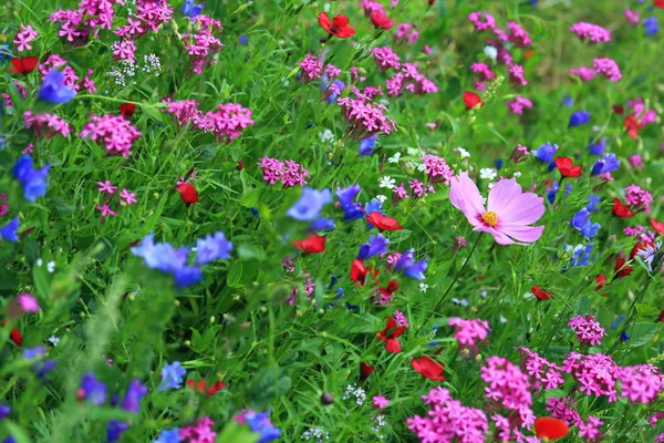 Weide Van Bloem Zomer Met Verschillende Kleurrijke Bloemen Deze Kleurrijke — Stockfoto