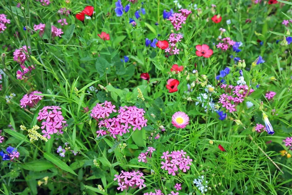 Цветочный Луг Летом Различными Красочными Цветами Красочное Великолепие — стоковое фото