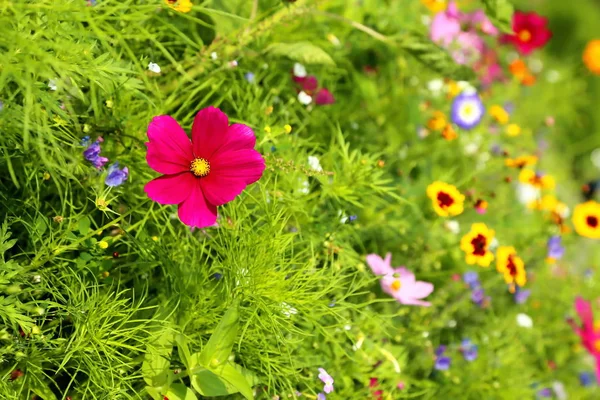 Flower Meadow Summer Different Colorful Flowers Colorful Splendor — Stock Photo, Image