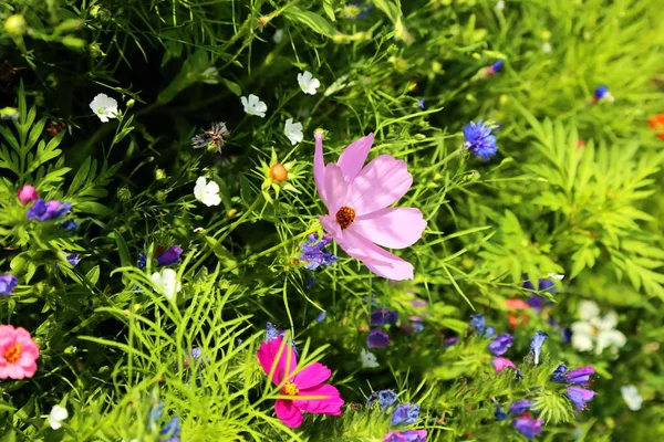 다채로운 꽃으로 여름에의 화려한 — 스톡 사진