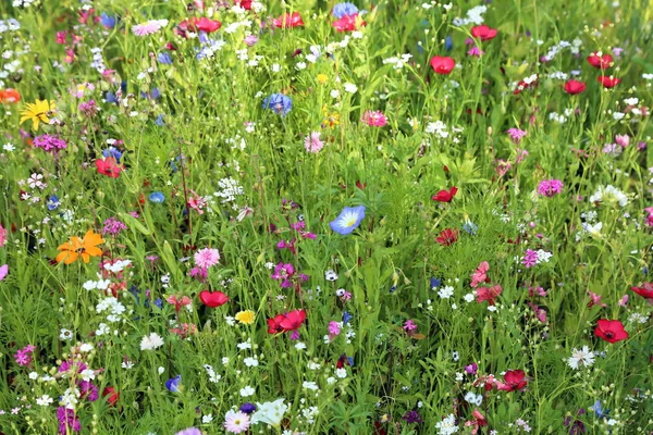 異なる色とりどりの花と夏の花の草原 このカラフルな素晴らしさ — ストック写真