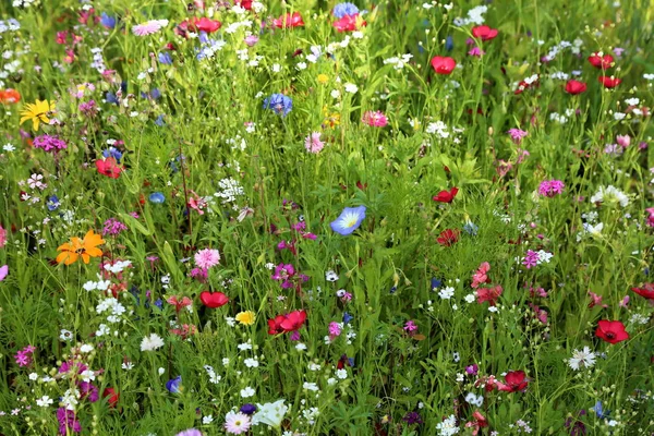 Prairie Fleurs Été Avec Différentes Fleurs Colorées Cette Splendeur Colorée — Photo