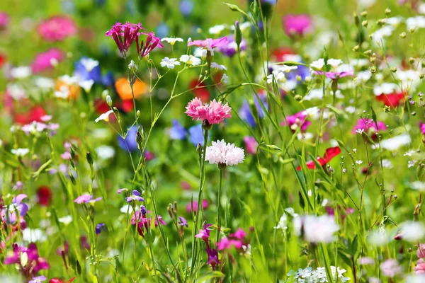 Pradera Flores Verano Con Diferentes Flores Colores Este Esplendor Colorido — Foto de Stock