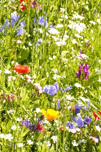 Weide Van Bloem Zomer Met Verschillende Kleurrijke Bloemen Deze Kleurrijke — Stockfoto