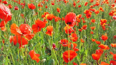 Kırmızı haşhaş ile yaz çiçek çayır