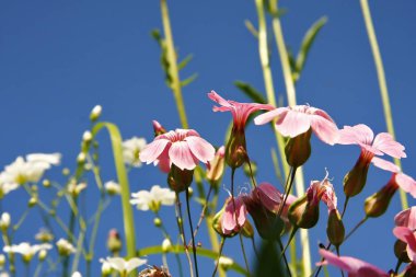 Fare bakış açısından mavi gökyüzü ile yaz çiçek çayır