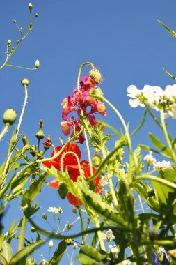 Fare bakış açısından mavi gökyüzü ile yaz çiçek çayır