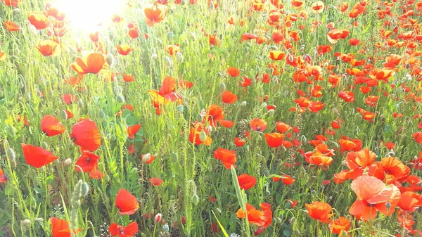 Flower meadow in summer with red poppies