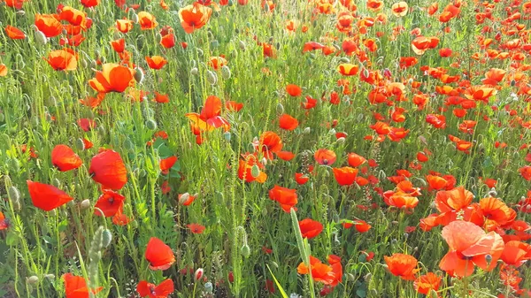 赤いケシの花と夏の花の草原 — ストック写真