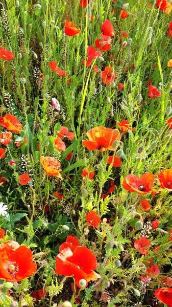赤いケシの花と夏の花の草原 — ストック写真