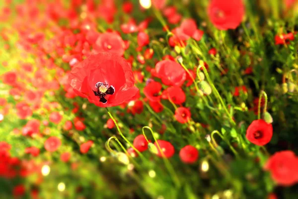 赤いケシの花と夏の花の草原 — ストック写真