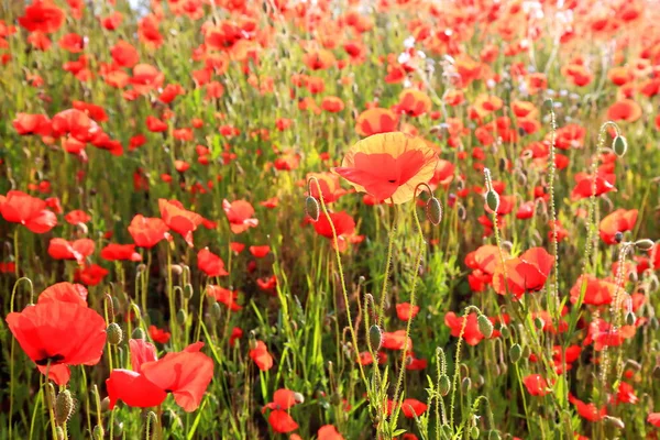Virág Meadow Nyáron Piros Pipacsok — Stock Fotó