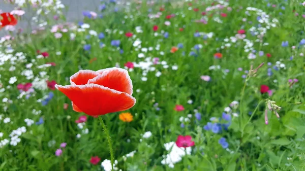 Flower Meadow Summer Red Poppies — Stock Photo, Image