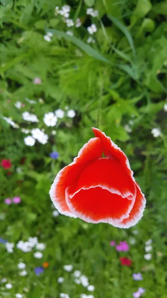 赤いケシの花と夏の花の草原 — ストック写真