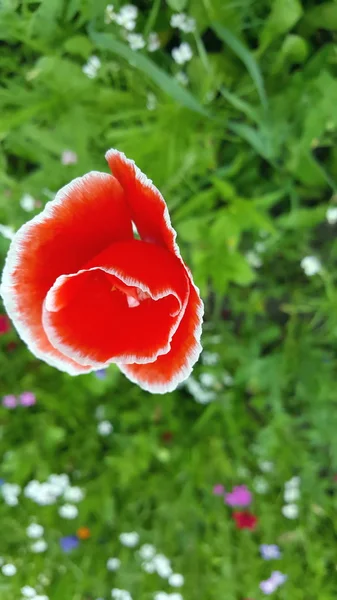 赤いケシの花と夏の花の草原 — ストック写真