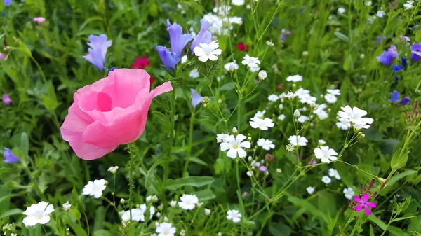 stock image Flower meadow in summer with red poppies