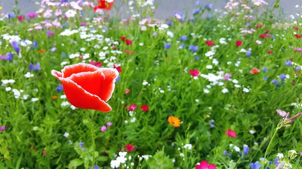 Prairie Fleurs Été Avec Des Coquelicots Rouges — Photo