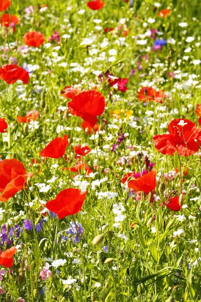 Kwiat Meadow Lecie Czerwone Maki — Zdjęcie stockowe
