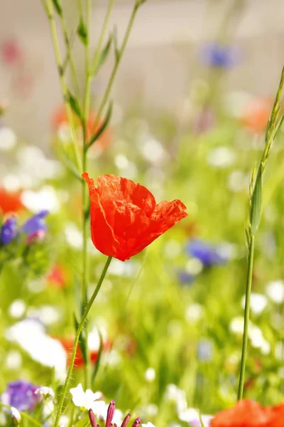 Flower meadow in summer with red poppies