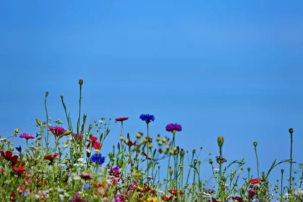 Flower meadow in the summer with blue sky from the mouse perspective