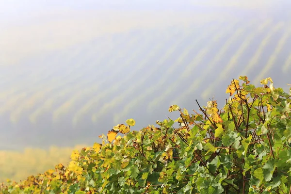 Volkach Well Known Wine Growing Region Germany Bavaria Franconia — Stock Photo, Image