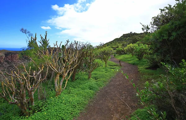 Bandama Crater är en slocknad vulkan på gran canaria — Stockfoto