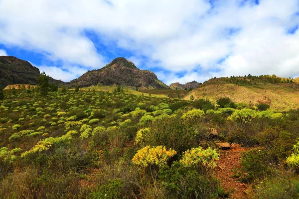 Fataga är en kommun på ön Gran Canaria — Stockfoto