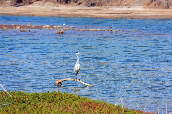 Maspalomas le dune di sabbia di Gran Canaria — Foto Stock