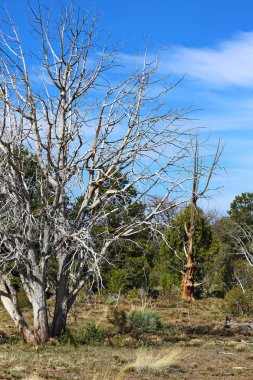 Arizona 'daki Büyük Kanyon