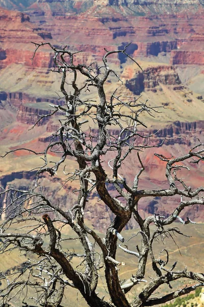 Gran Cañón en Arizona — Foto de Stock