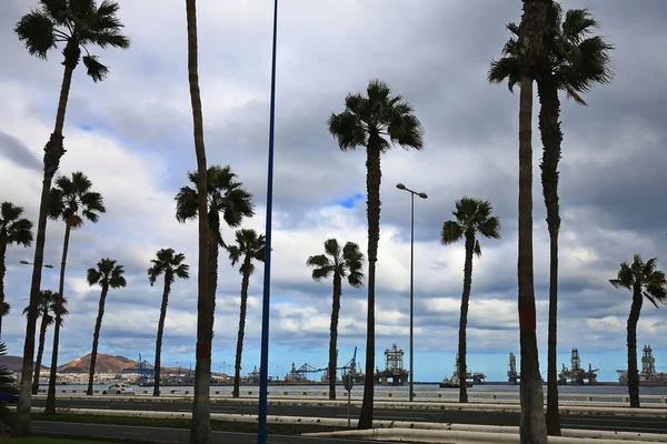 Palmy w Las Palmas de Gran Canaria — Zdjęcie stockowe