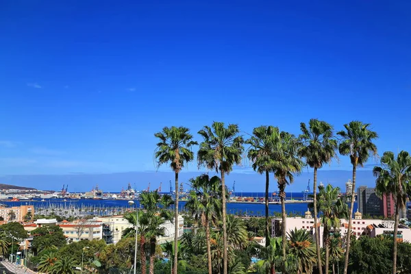 Palmer i Las Palmas de Gran Canaria — Stockfoto