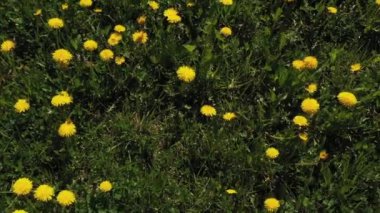 Karahindiba çayırı. Sulu karahindiba ile çayır üzerinde Uçuş.