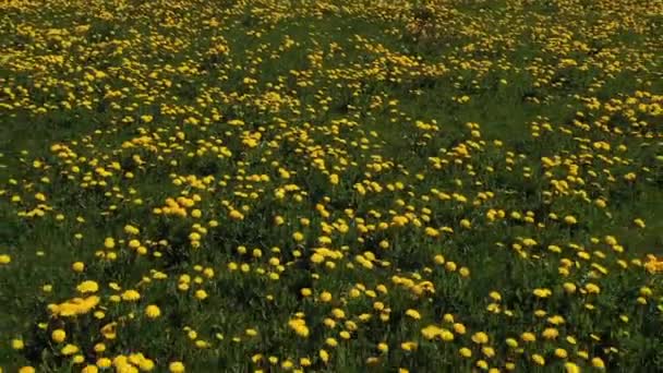 Paardebloem Weide Vlucht Weide Met Sappige Paardebloemen — Stockvideo