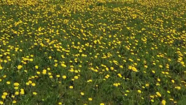 蒲公英草甸 带着多汁的蒲公英飞越草地 — 图库视频影像