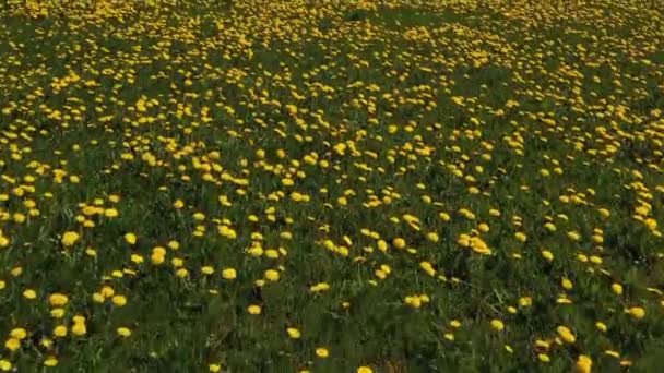 Maskros Äng Flyg Över Ängen Med Saftiga Maskrosor — Stockvideo