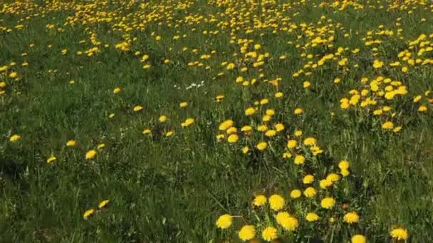 Löwenzahnwiese Flug Über Die Wiese Mit Saftigen Löwenzahn — Stockvideo