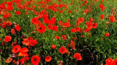 Haşhaş rüzgarda hareket