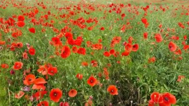 Haşhaş rüzgarda hareket