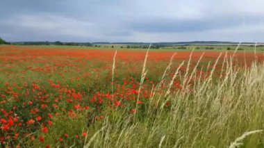 Haşhaş rüzgarda hareket