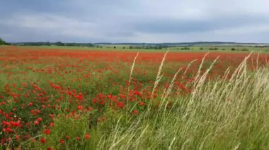Haşhaş rüzgarda hareket
